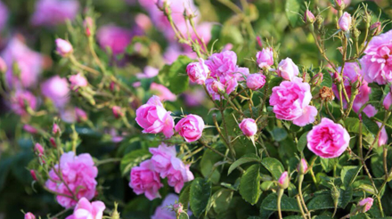 rose