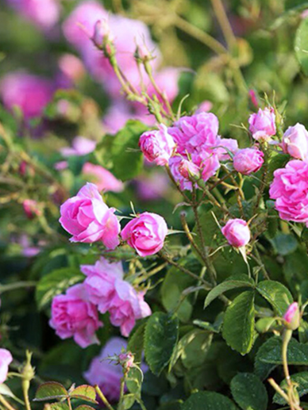 rose