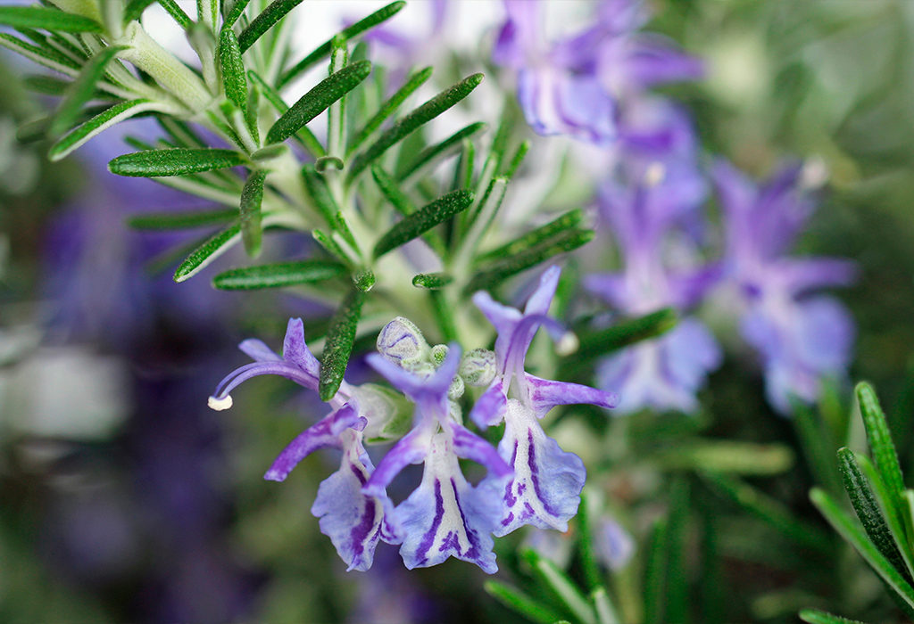 rosemary