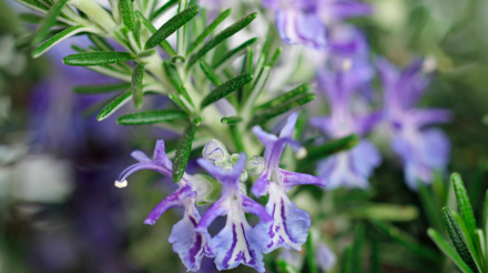 rosemary