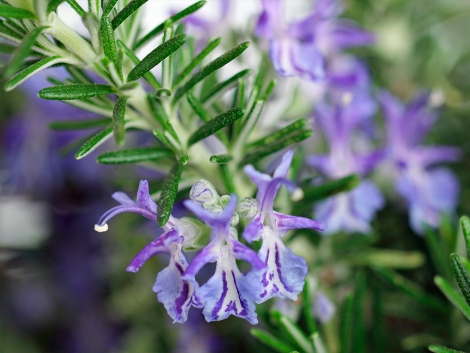 rosemary