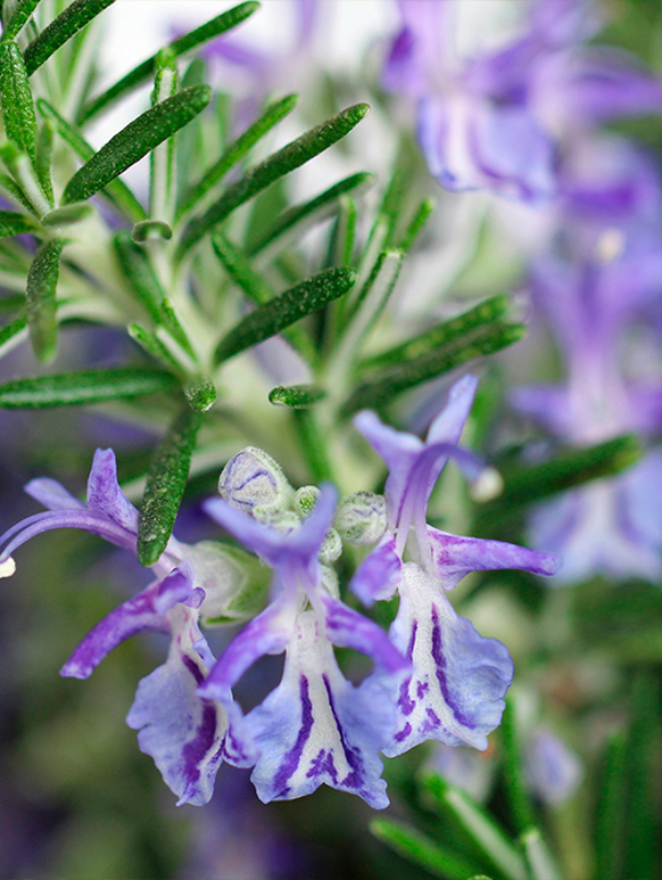 rosemary