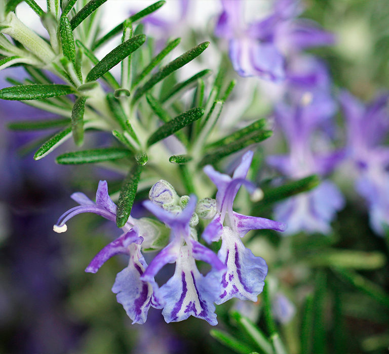 rosemary