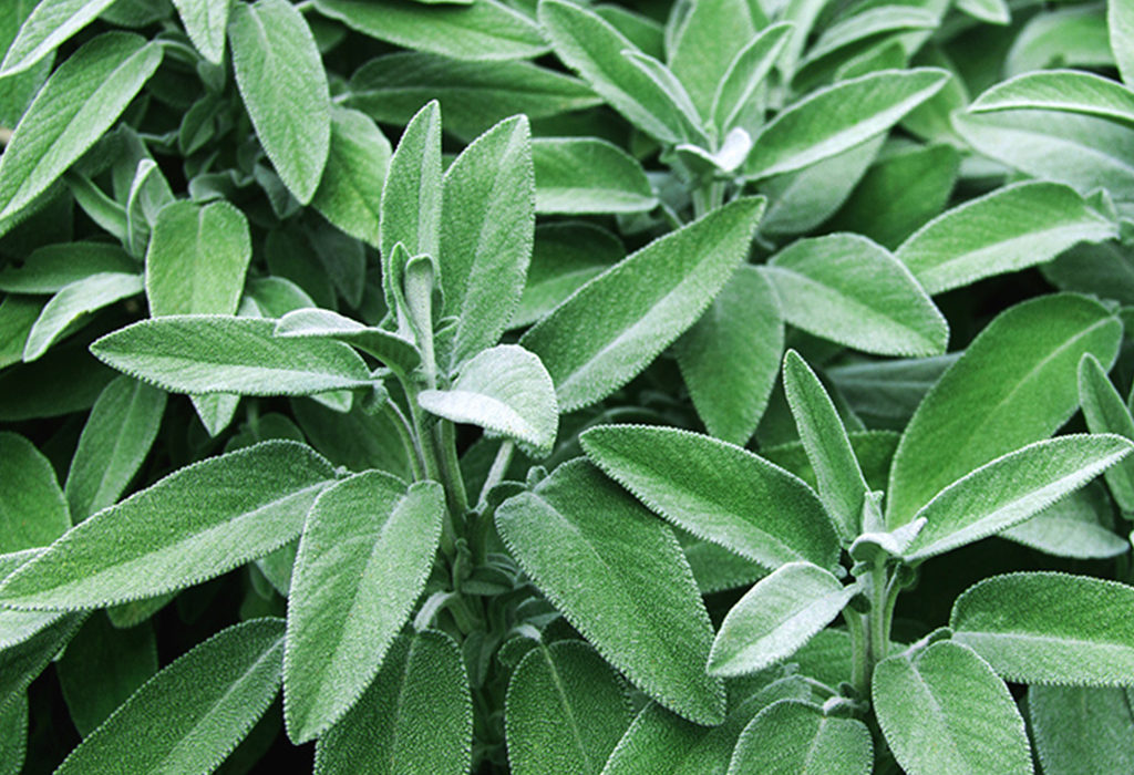 sage