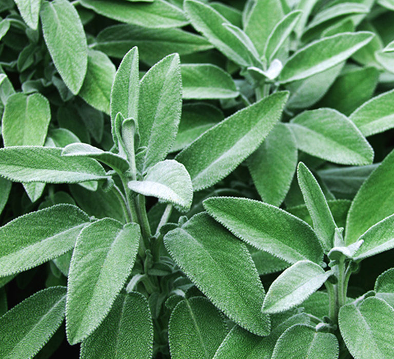 sage