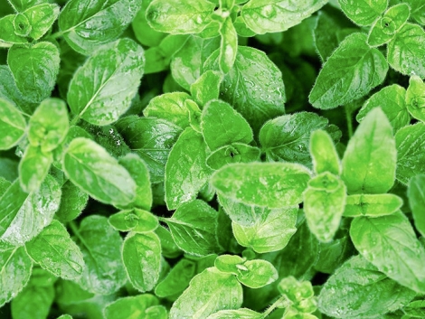 oregano