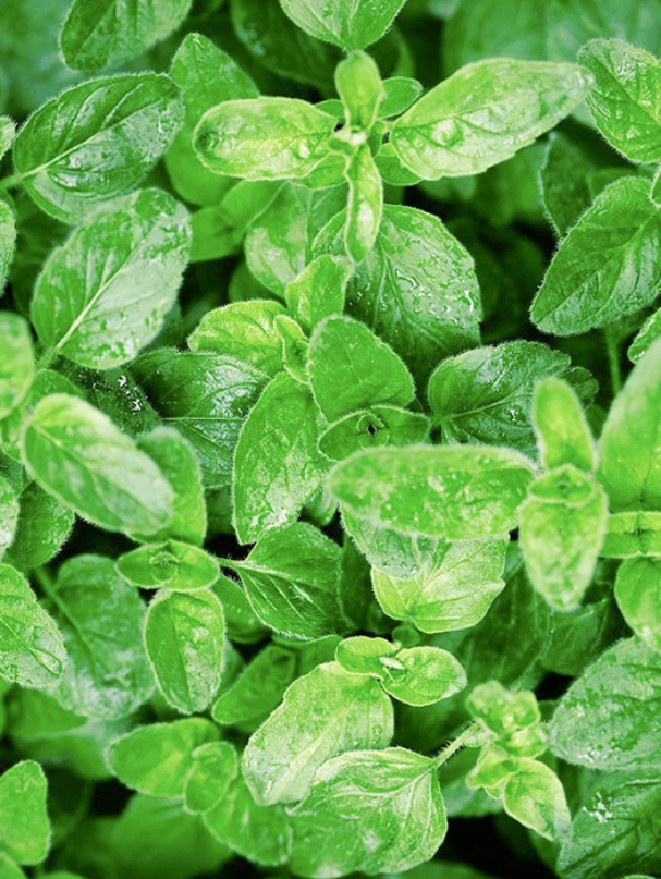 oregano