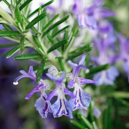 rosemary