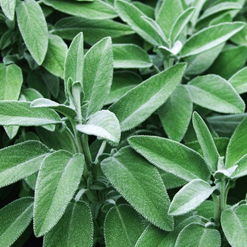 sage