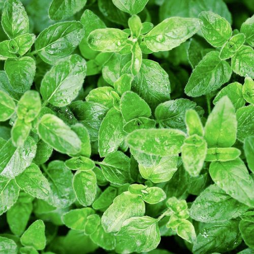 oregano